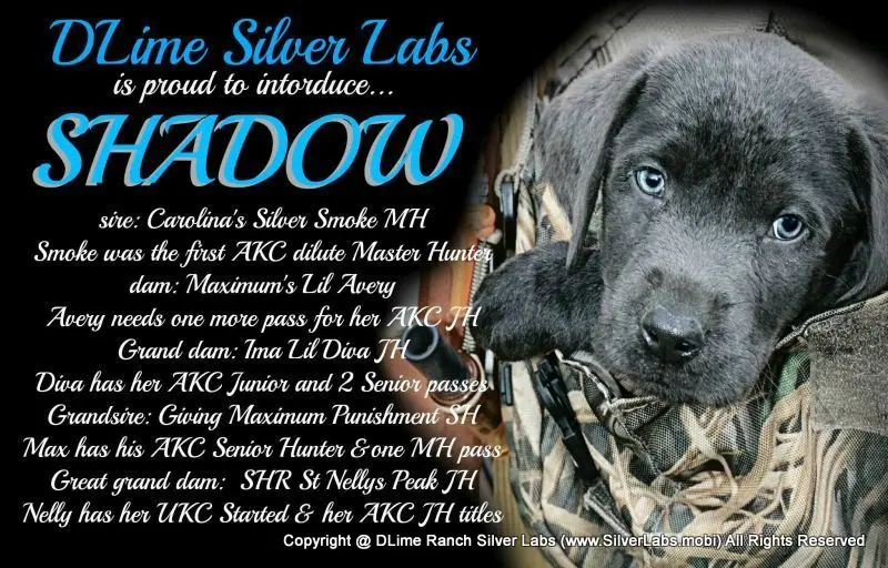 Mr. SHADOW - AKC Charcoal Lab Male @ https://silverlabs.mobi/
