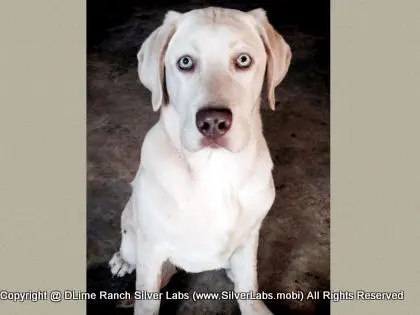 Mr.  CHAMP - AKC Champagne Lab Male @ Dlime Ranch Silver Lab Puppies  1 