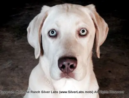 Mr.  CHAMP - AKC Champagne Lab Male @ Dlime Ranch Silver Lab Puppies  2 