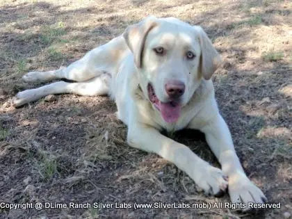 Mr.  CHAMP - AKC Champagne Lab Male @ Dlime Ranch Silver Lab Puppies  13 