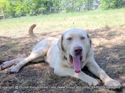 Mr.  CHAMP - AKC Champagne Lab Male @ Dlime Ranch Silver Lab Puppies  16 