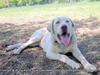 Mr.  CHAMP - AKC Champagne Lab Male @ Dlime Ranch Silver Lab Puppies  17 