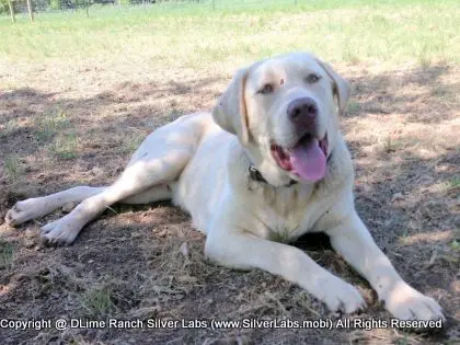 Mr.  CHAMP - AKC Champagne Lab Male @ Dlime Ranch Silver Lab Puppies  18 