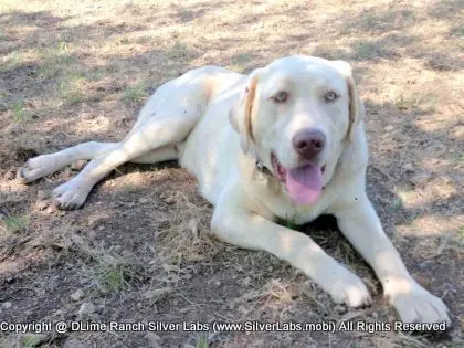 Mr.  CHAMP - AKC Champagne Lab Male @ Dlime Ranch Silver Lab Puppies  20 