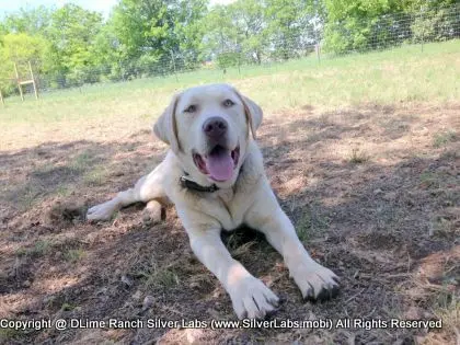 Mr.  CHAMP - AKC Champagne Lab Male @ Dlime Ranch Silver Lab Puppies  23 