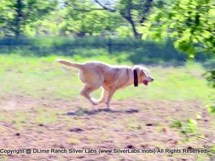 Mr.  CHAMP - AKC Champagne Lab Male @ Dlime Ranch Silver Lab Puppies  33 