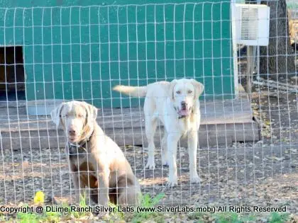 Mr.  CHAMP - AKC Champagne Lab Male @ Dlime Ranch Silver Lab Puppies  35 