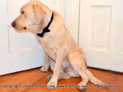 Mr.  CHAMP - AKC Champagne Lab Male @ Dlime Ranch Silver Lab Puppies  46 