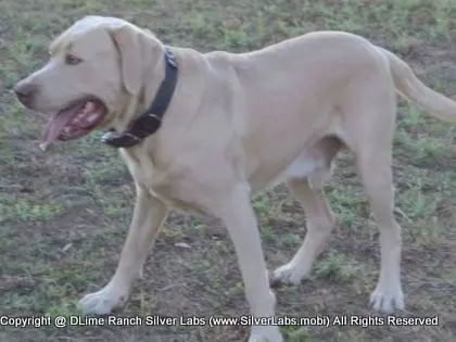 Mr.  CHAMP - AKC Champagne Lab Male @ Dlime Ranch Silver Lab Puppies  48 