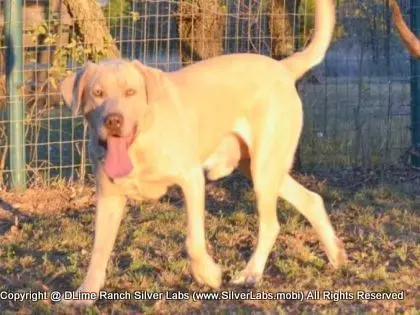 Mr.  CHAMP - AKC Champagne Lab Male @ Dlime Ranch Silver Lab Puppies  49 