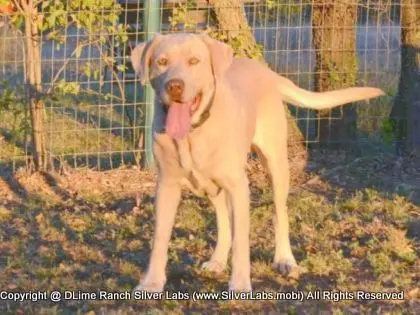 Mr.  CHAMP - AKC Champagne Lab Male @ Dlime Ranch Silver Lab Puppies  50 