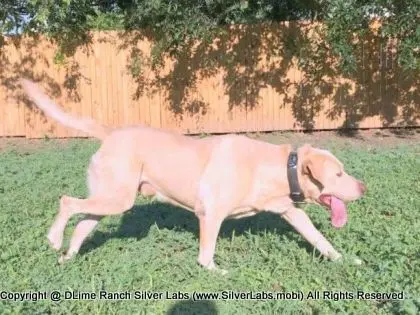 Mr.  CHAMP - AKC Champagne Lab Male @ Dlime Ranch Silver Lab Puppies  56 