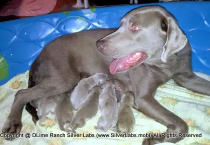 LADY CHARLOTTE - AKC Silver Lab Female @ Dlime Ranch Silver Lab Puppies  1 