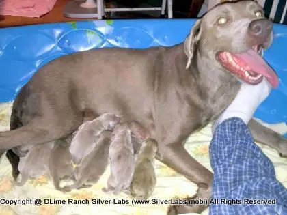 LADY CHARLOTTE - AKC Silver Lab Female @ Dlime Ranch Silver Lab Puppies  2 
