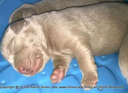 LADY CHARLOTTE - AKC Silver Lab Female @ Dlime Ranch Silver Lab Puppies  5 