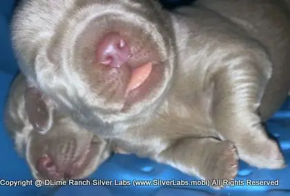 LADY CHARLOTTE - AKC Silver Lab Female @ Dlime Ranch Silver Lab Puppies  6 