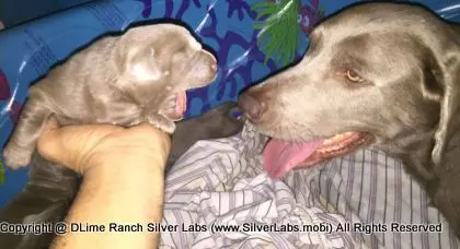 LADY CHARLOTTE - AKC Silver Lab Female @ Dlime Ranch Silver Lab Puppies  8 