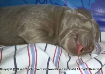 LADY CHARLOTTE - AKC Silver Lab Female @ Dlime Ranch Silver Lab Puppies  10 