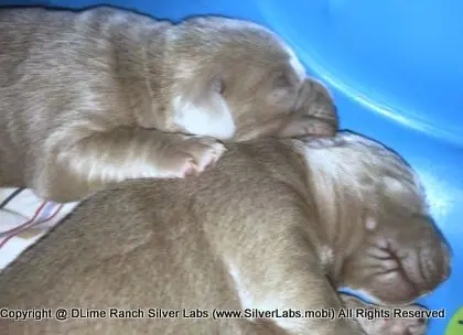 LADY CHARLOTTE - AKC Silver Lab Female @ Dlime Ranch Silver Lab Puppies  11 