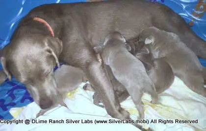 LADY CHARLOTTE - AKC Silver Lab Female @ Dlime Ranch Silver Lab Puppies  13 