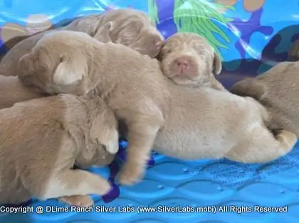 LADY CHARLOTTE - AKC Silver Lab Female @ Dlime Ranch Silver Lab Puppies  15 