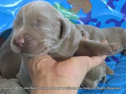 LADY CHARLOTTE - AKC Silver Lab Female @ Dlime Ranch Silver Lab Puppies  16 