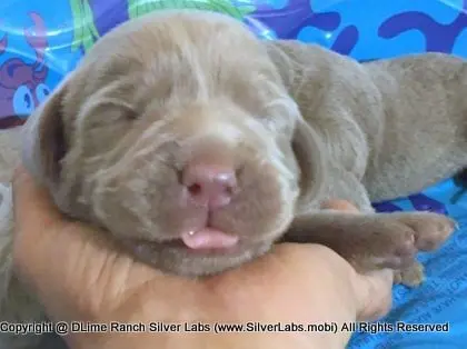 LADY CHARLOTTE - AKC Silver Lab Female @ Dlime Ranch Silver Lab Puppies  17 