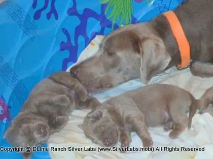 LADY CHARLOTTE - AKC Silver Lab Female @ Dlime Ranch Silver Lab Puppies  18 