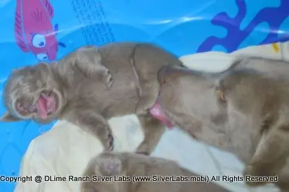 LADY CHARLOTTE - AKC Silver Lab Female @ Dlime Ranch Silver Lab Puppies  19 