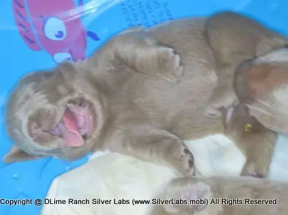 LADY CHARLOTTE - AKC Silver Lab Female @ Dlime Ranch Silver Lab Puppies  20 