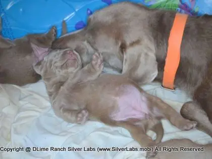 LADY CHARLOTTE - AKC Silver Lab Female @ Dlime Ranch Silver Lab Puppies  22 