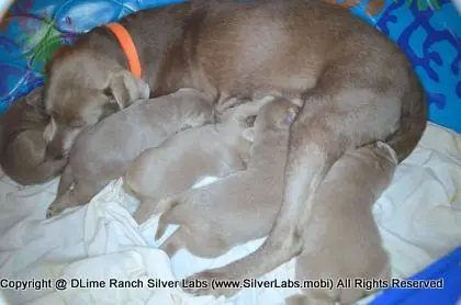 LADY CHARLOTTE - AKC Silver Lab Female @ Dlime Ranch Silver Lab Puppies  23 