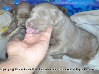 LADY CHARLOTTE - AKC Silver Lab Female @ Dlime Ranch Silver Lab Puppies  27 