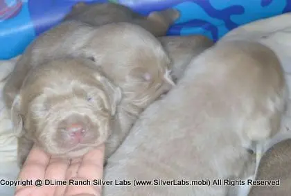 LADY CHARLOTTE - AKC Silver Lab Female @ Dlime Ranch Silver Lab Puppies  29 