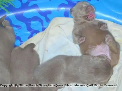 LADY CHARLOTTE - AKC Silver Lab Female @ Dlime Ranch Silver Lab Puppies  30 