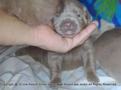 LADY CHARLOTTE - AKC Silver Lab Female @ Dlime Ranch Silver Lab Puppies  34 