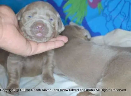 LADY CHARLOTTE - AKC Silver Lab Female @ Dlime Ranch Silver Lab Puppies  35 