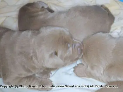 LADY CHARLOTTE - AKC Silver Lab Female @ Dlime Ranch Silver Lab Puppies  36 