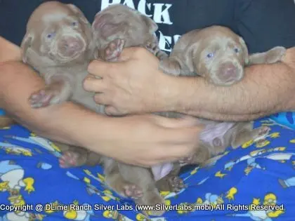 LADY CHARLOTTE - AKC Silver Lab Female @ Dlime Ranch Silver Lab Puppies  37 