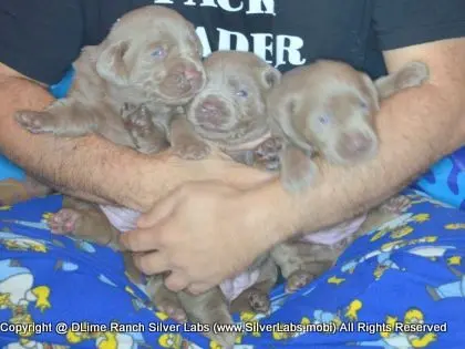 LADY CHARLOTTE - AKC Silver Lab Female @ Dlime Ranch Silver Lab Puppies  38 