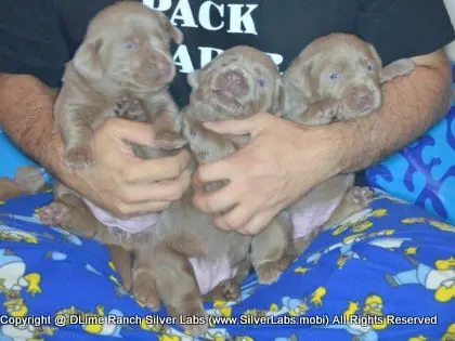 LADY CHARLOTTE - AKC Silver Lab Female @ Dlime Ranch Silver Lab Puppies  39 