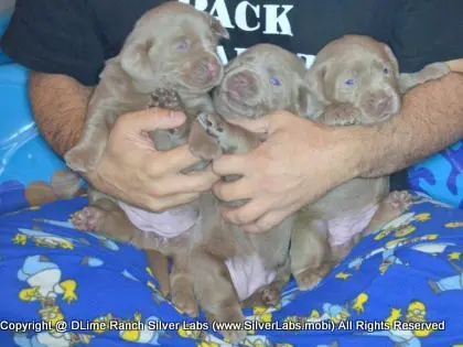 LADY CHARLOTTE - AKC Silver Lab Female @ Dlime Ranch Silver Lab Puppies  40 