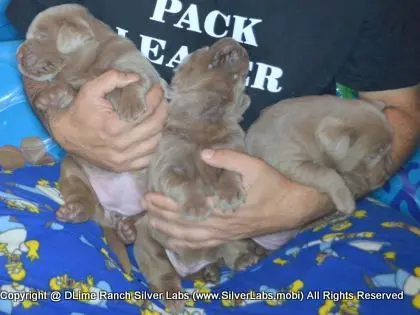 LADY CHARLOTTE - AKC Silver Lab Female @ Dlime Ranch Silver Lab Puppies  41 