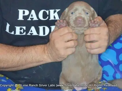 LADY CHARLOTTE - AKC Silver Lab Female @ Dlime Ranch Silver Lab Puppies  44 