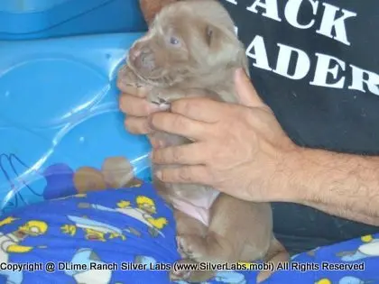 LADY CHARLOTTE - AKC Silver Lab Female @ Dlime Ranch Silver Lab Puppies  45 