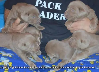 LADY CHARLOTTE - AKC Silver Lab Female @ Dlime Ranch Silver Lab Puppies  46 
