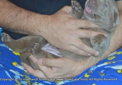 LADY CHARLOTTE - AKC Silver Lab Female @ Dlime Ranch Silver Lab Puppies  47 