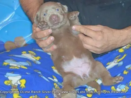 LADY CHARLOTTE - AKC Silver Lab Female @ Dlime Ranch Silver Lab Puppies  48 