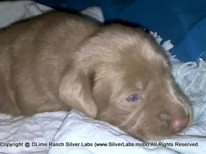 LADY CHARLOTTE - AKC Silver Lab Female @ Dlime Ranch Silver Lab Puppies  49 