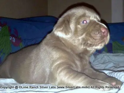 LADY CHARLOTTE - AKC Silver Lab Female @ Dlime Ranch Silver Lab Puppies  50 